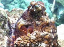 ...octopus by Jozef Butala 
